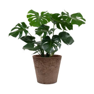 Monstera Deliciosa Plant